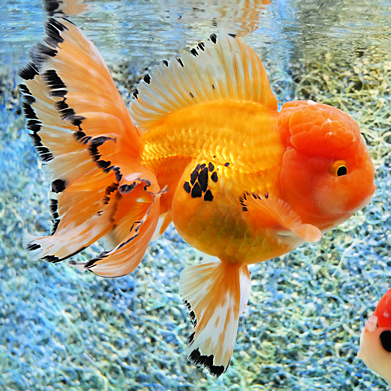 Baby Oranda Goldfish