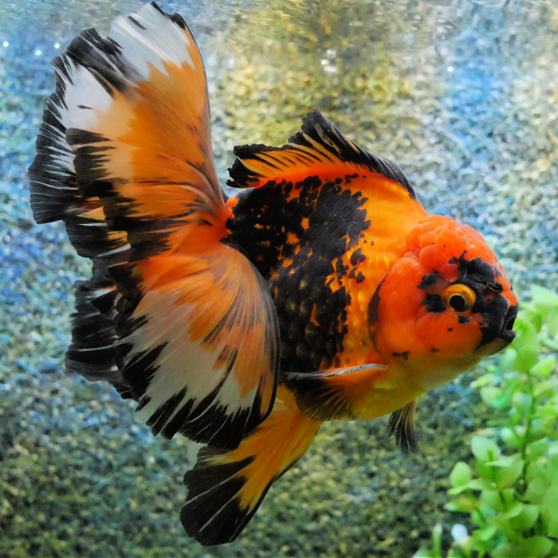 Live food for clearance goldfish