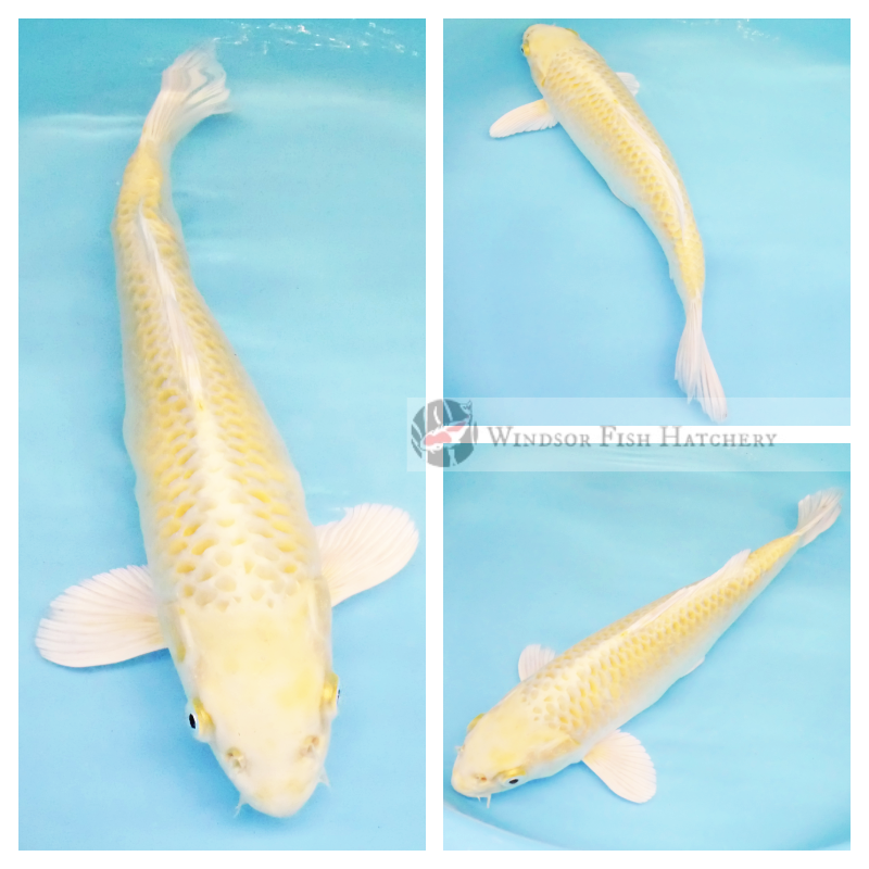 13-yellow-koi-fish-online-syy30p15.png