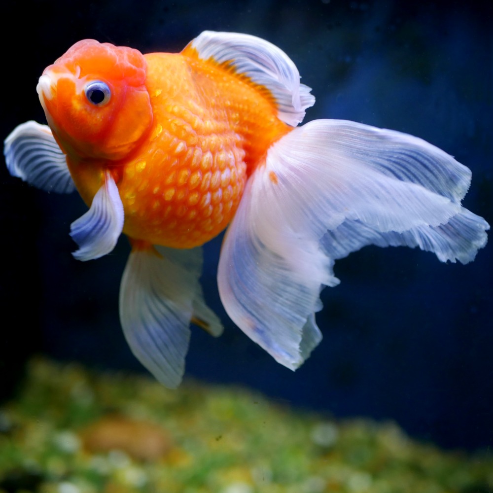 Fancy goldfish and swimbladder/buoyancy problems - INJAF