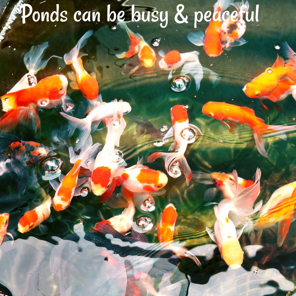 Koi and Goldfish Pond Maintenance 