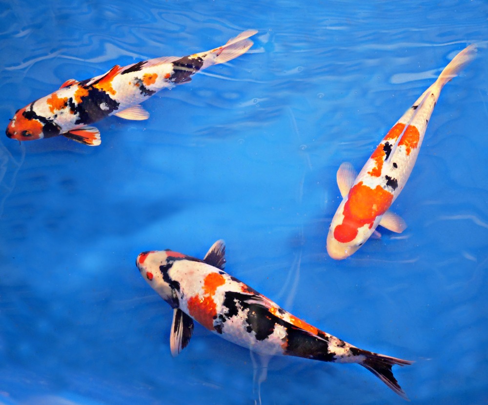 real koi fish