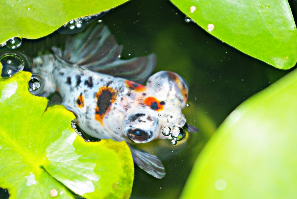 Fancy goldfish and swimbladder/buoyancy problems - INJAF