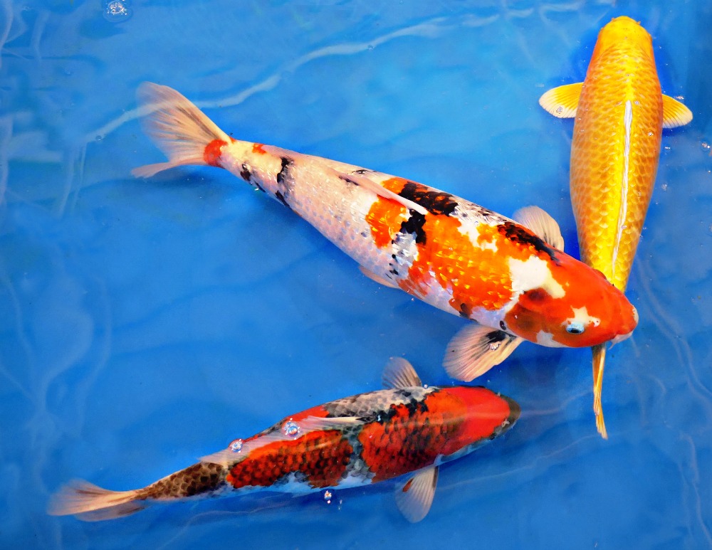 Real Koi Fish