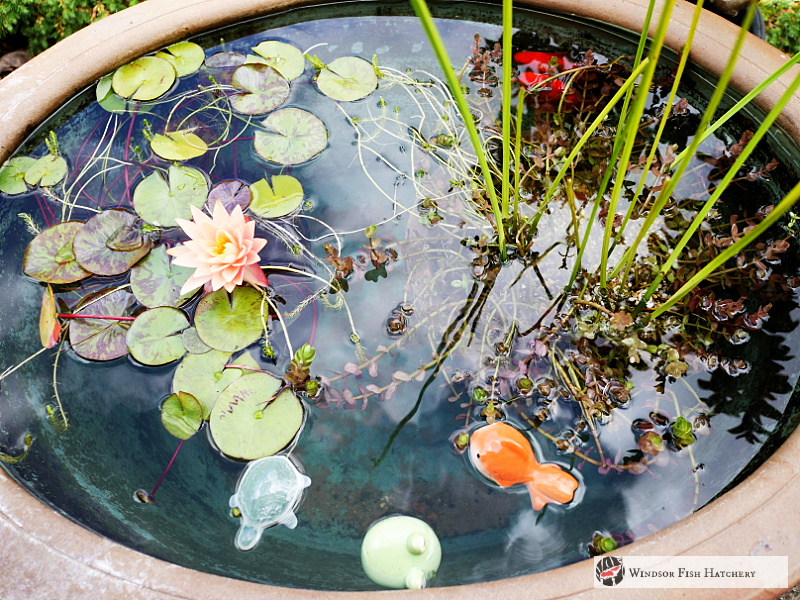 How to Make a Mini Outdoor Pond for Freshwater Aquarium Fish – Aquarium  Co-Op