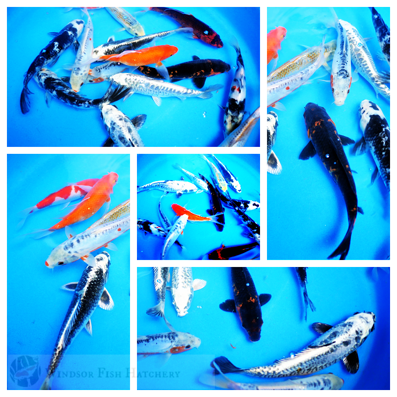 windsor-fish-hatchery-koi-online.png